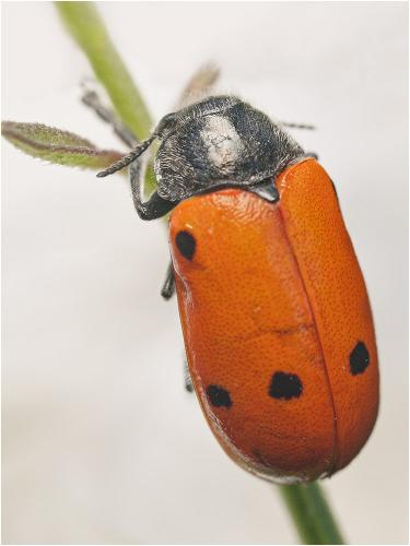 Réf. 187 151 : Lachnaia sp.